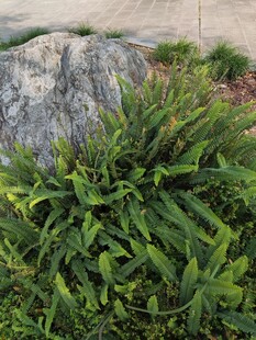 石边翠绿植物景观