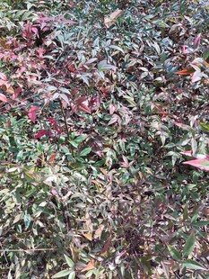 红叶绿叶交织的植物景观