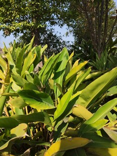 翠绿植物展现自然生机