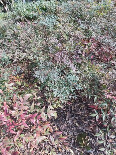 秋日多彩植物景观