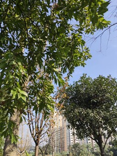 城市中葱郁的绿树景观