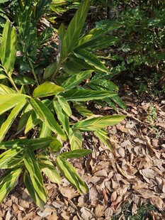 翠绿竹叶与地面枯叶景象