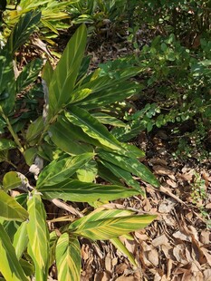 绿叶植物自然清新景象