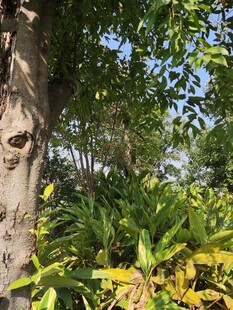 树干旁的繁茂绿植