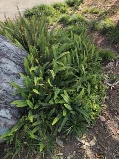 翠绿丛生植物生机盎然