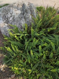 石旁翠绿繁茂的野生植物