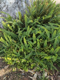 翠绿茂盛的绿植景观