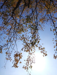 秋日树枝映蓝天