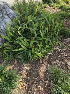 地面生长的翠绿植物