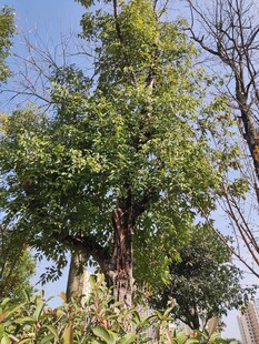 阳光下的葱郁树木