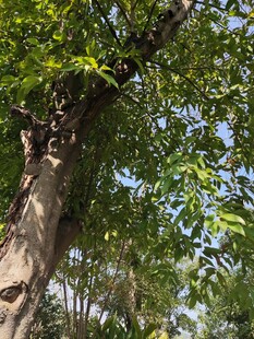 繁茂大树展现自然生机