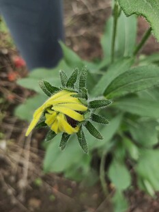 黄色小花绽放于绿叶间