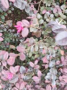 粉色多肉植物特写