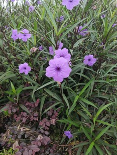 紫色小花绽放于绿叶间