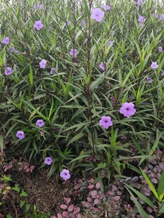 紫色小花丛中的清新景致