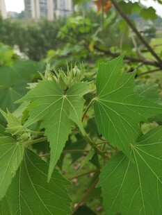 翠绿叶片展现自然生机