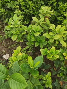 翠绿繁茂的绿植景观