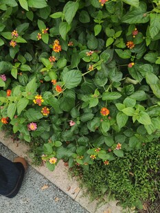 绿叶间的橙色小花