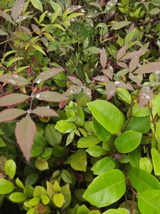 多彩叶片植物景观