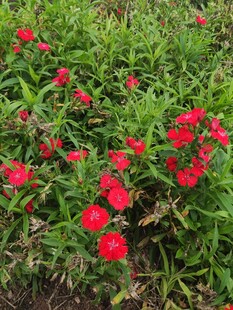 鲜艳红花绽放于绿叶间