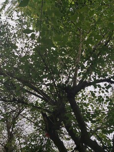 仰视繁茂绿树树冠