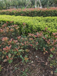 多彩灌木园林景观