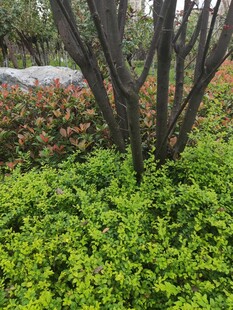 翠绿灌木与枝干景观