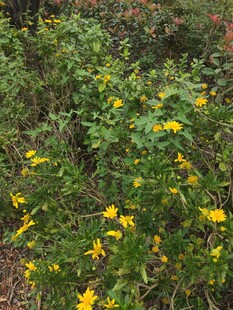 野外绽放的黄色小花