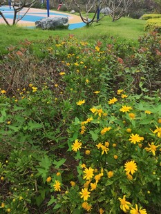 花园中的灿烂黄色小花