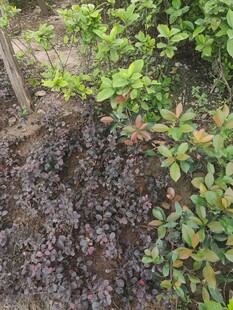 多彩植物与泥土景观