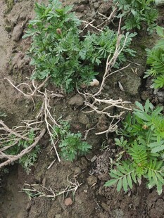 地面上的杂乱植物枝干