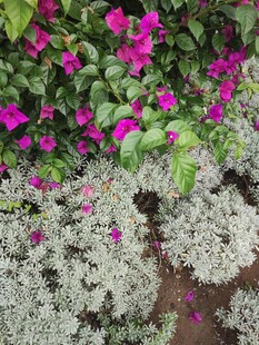 多彩花卉植物景观