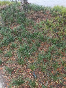 路边绿植与落叶景观