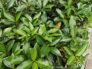 绿叶繁茂的绿植景观