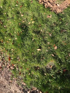 俯瞰翠绿草地与碎石