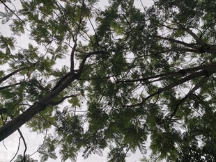 仰视茂密枝叶的树木