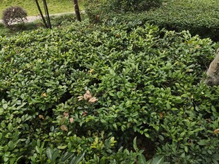 茶园绿意盎然的茶树景观