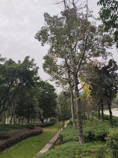 公园林荫小道自然景致