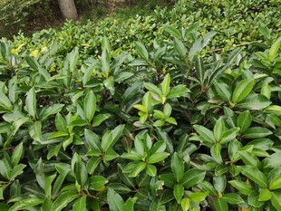 翠绿繁茂的茶树景观