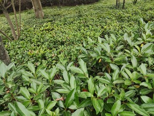 茶园绿意盎然的茶树景观