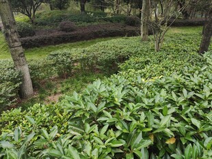 茶园绿意盎然的景致