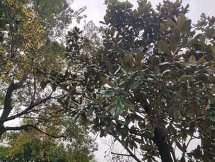 枝叶繁茂的树木景观