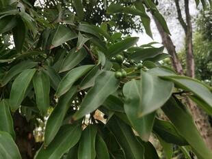 绿叶间绽放的白色花朵