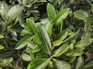 翠绿阔叶植物特写