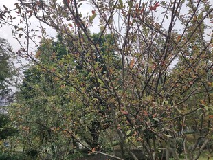 枝头绿叶与稀疏果实景象