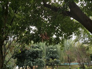 林间绿荫下的静谧景致