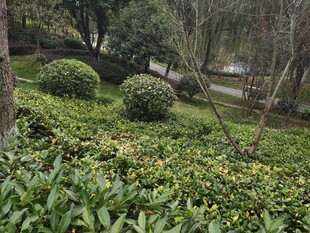 绿意盎然的园林景观