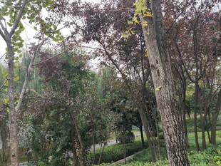 林间树木繁茂的自然景致