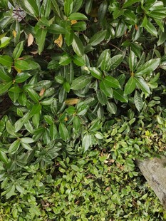 绿叶繁茂的植物景观