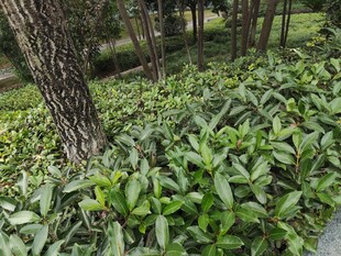 绿意盎然的林下植物景观